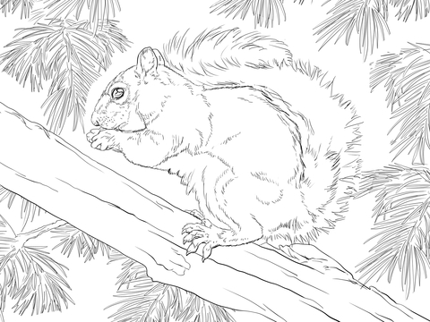 Eastern Grey Squirrel Coloring Page